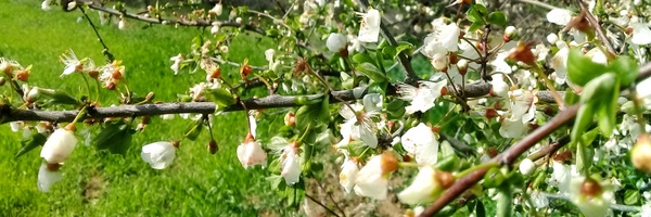 ‌علی محسنی‌'s header picture