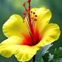 Profile picture of ‌شادی خورشیدگون‌
