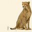 Profile picture of ‌سرباز آقا‌