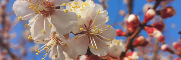 ‌مژگان خوش طبخ‌'s header picture