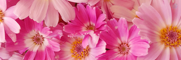 ‌Zahra Haddadnejad‌'s header picture