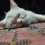 Profile picture of ‌Christopher‌