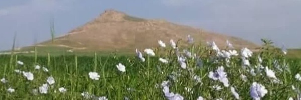 ‌🌹🌻🌷🌼⚘🏵 سپهر‌'s header picture