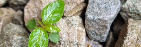 ‌Ali‌'s header picture