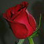 Profile picture of ‌مرتضی ریگی زابل‌