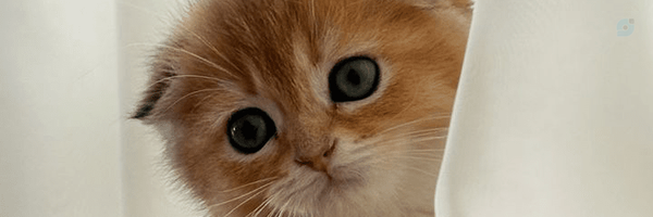 ‌Ali‌'s header picture