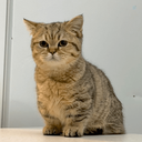 Profile picture of ‌فندق خانم 😸‌