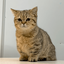 Profile picture of ‌فندق خانم 😸‌