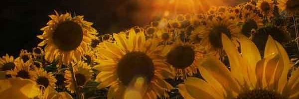 ‌Nazanin‌'s header picture