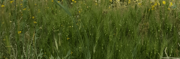 ‌عباس سلیمانی‌'s header picture
