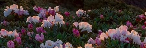 ‌مجتبی کمان دار‌'s header picture