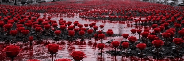 ‌سما علّامه‌'s header picture