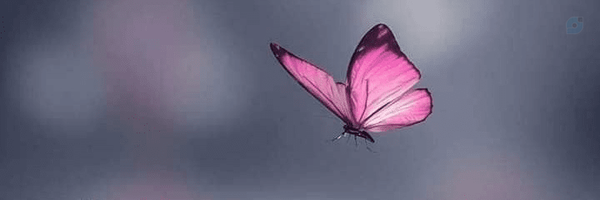‌nekoi‌'s header picture