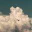 Profile picture of ‌... حَصان ...‌