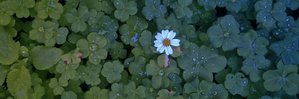 ‌یلدا‌'s header picture