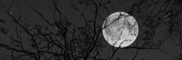 ‌دختِ حیدر‌'s header picture
