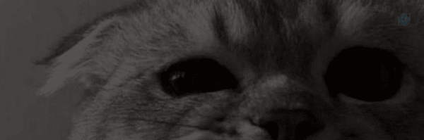 ‌آریو سلیمی‌'s header picture