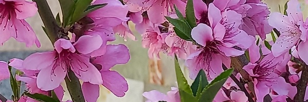‌مجید شیرازی‌'s header picture