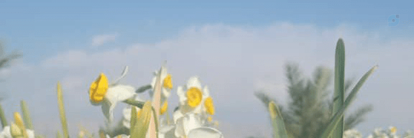 ‌احسان ایلانی‌'s header picture