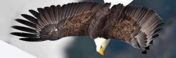 ‌Qartal _s‌'s header picture