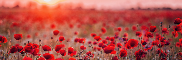 ‌Mahdi Taghiloo‌'s header picture