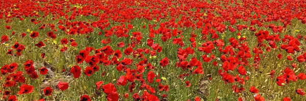 ‌Saeideh‌'s header picture