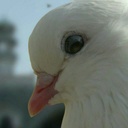 Profile picture of ‌user1748160341285008522 S‌