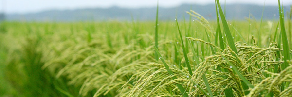 ‌میثم معافی‌'s header picture