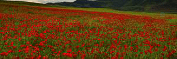 ‌سهند صفی پور‌'s header picture