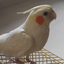 Profile picture of ‌Khalili‌