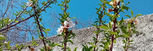 ‌Setayesh‌'s header picture