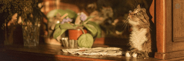 ‌شیفتهٔ ادبیات‌'s header picture
