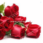 Profile picture of ‌hanifa‌