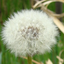Profile picture of ‌قاصدک:)‌