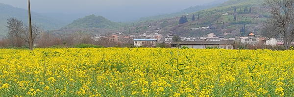 ‌مهسا ولی محمدی‌'s header picture