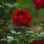 Profile picture of ‌Somayeh Hagh‌