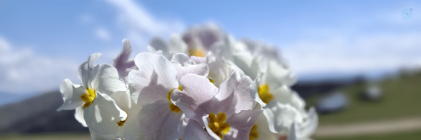 ‌IR‌'s header picture