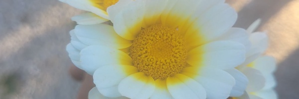 ‌کله کدو‌'s header picture