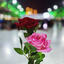 Profile picture of ‌حآ سین♡‌