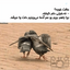Profile picture of ‌بانو آدینا‌