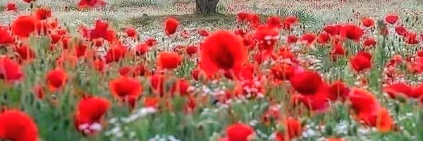 ‌محمود رسولی‌'s header picture