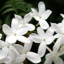 Profile picture of ‌س.ف شنائی‌