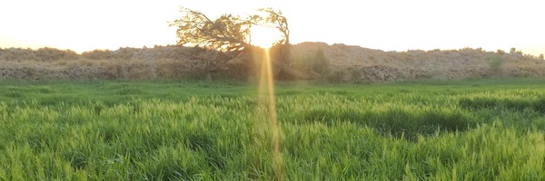 ‌محمّد شهریاری‌'s header picture