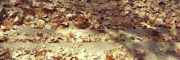 ‌🍁دختر وسطی پاییز🍁‌'s header picture
