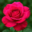 Profile picture of ‌anita 🇮🇷‌