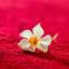 Profile picture of ‌Marzi Salehi‌