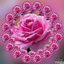 Profile picture of ‌جلالی‌