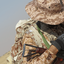 Profile picture of ‌𝗠𝗛𝗠𝗗𝗥𝗭‌