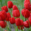 Profile picture of ‌گل لاله🌷‌