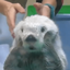 Profile picture of ‌Otter‌